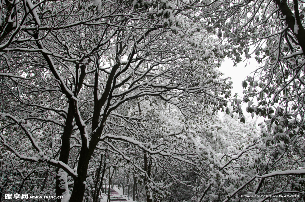 森林雪景