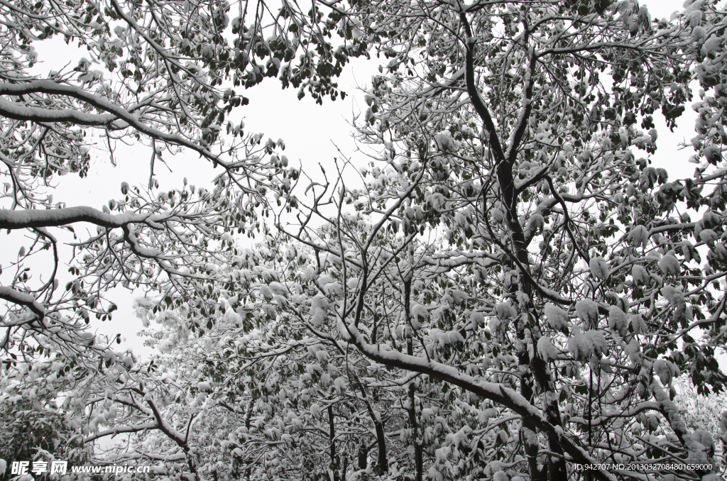 森林雪景