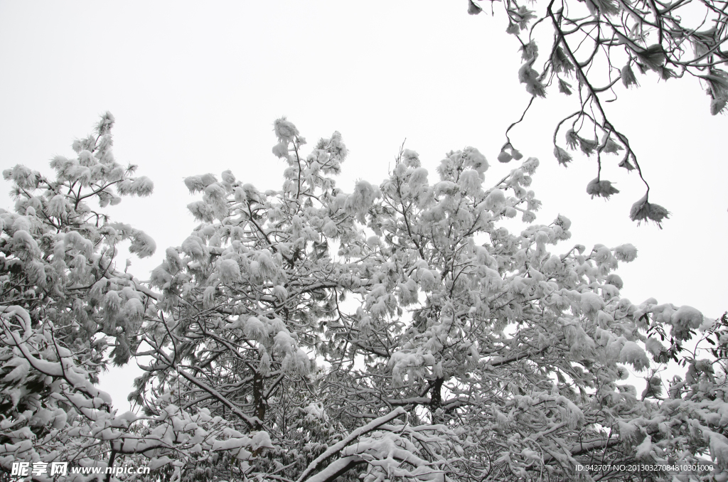 雪松