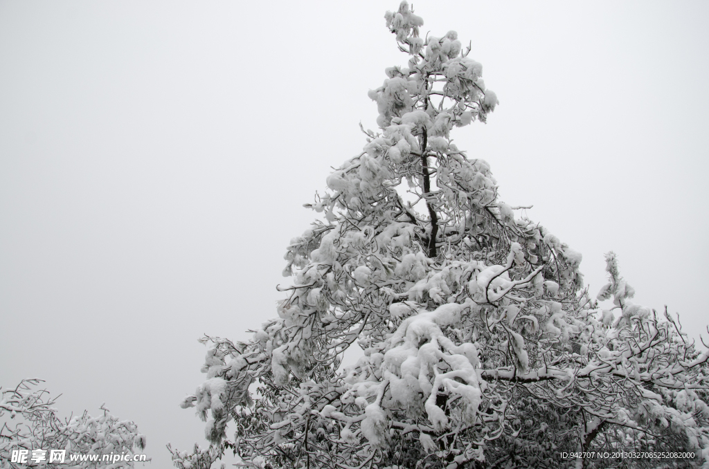 雪松