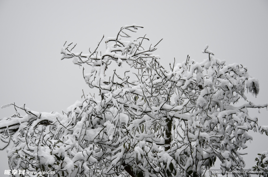 雪松