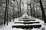 森林雪景
