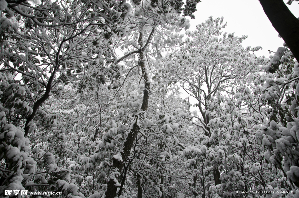 森林雪景