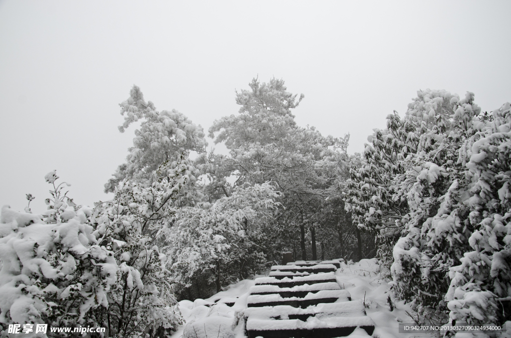 雪景 雪松