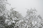 雪景