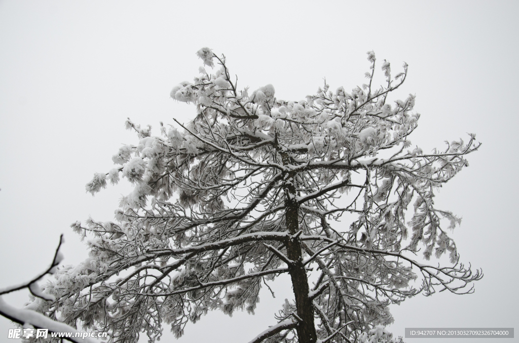 雪景 雪松