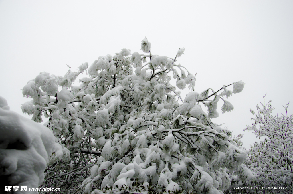 雪景 雪松