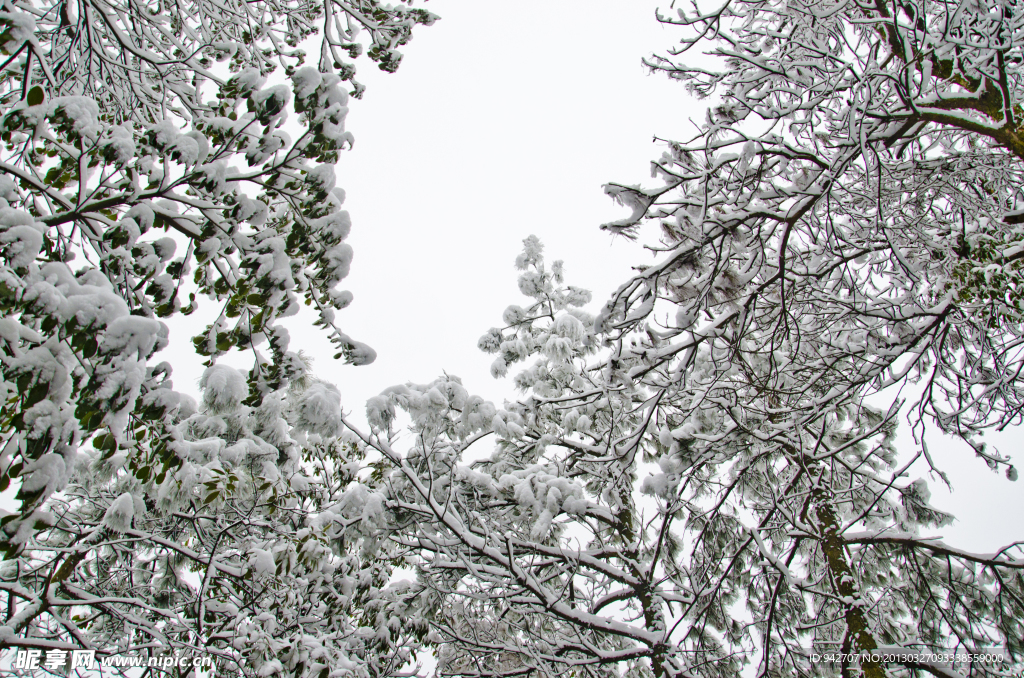 雪景 雪松