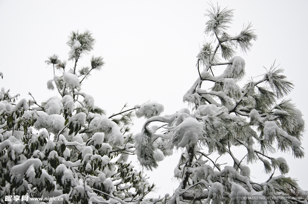 雪景 雪松