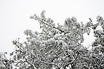 雪景 雪松