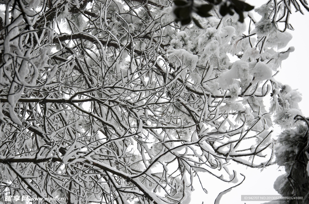 雪景 雪松