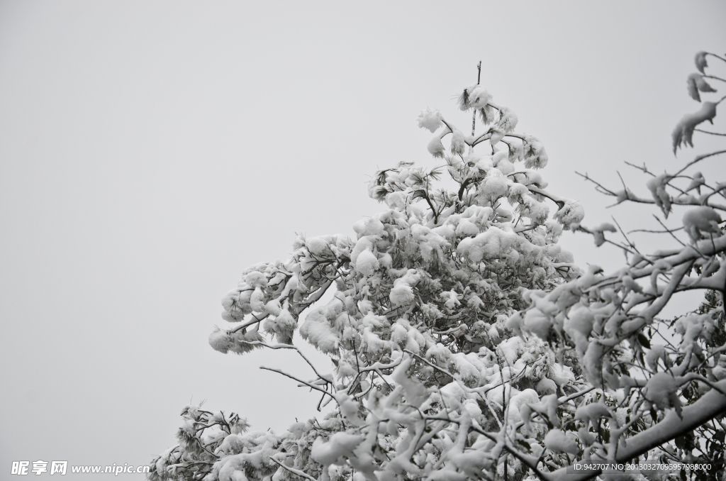 雪景 雪松