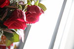 玫瑰花
