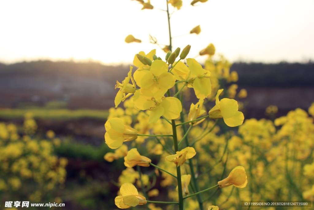 油菜花