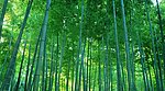 竹林