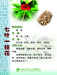 七叶一枝花药物作用