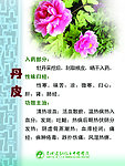 丹皮药物作用