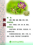 黄芪药物作用