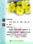 菊花药物作用