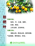 枇杷叶