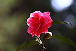 茶花