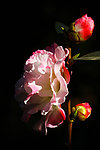 茶花