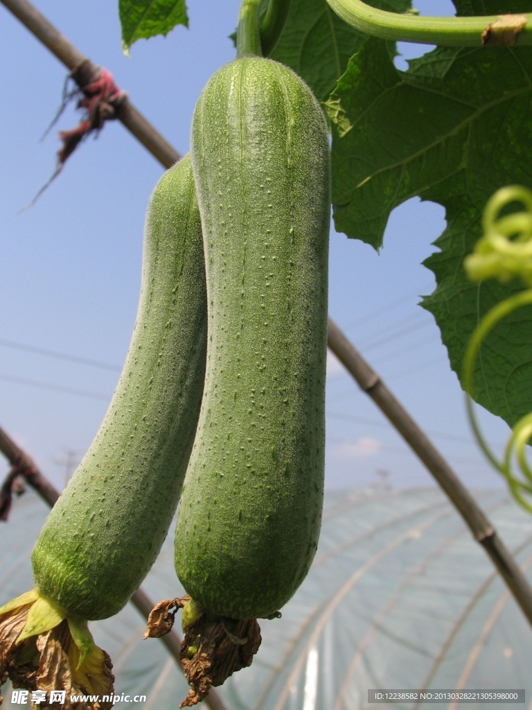 丝瓜