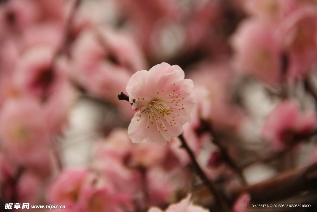 桃花写真