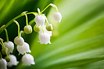 茉莉花