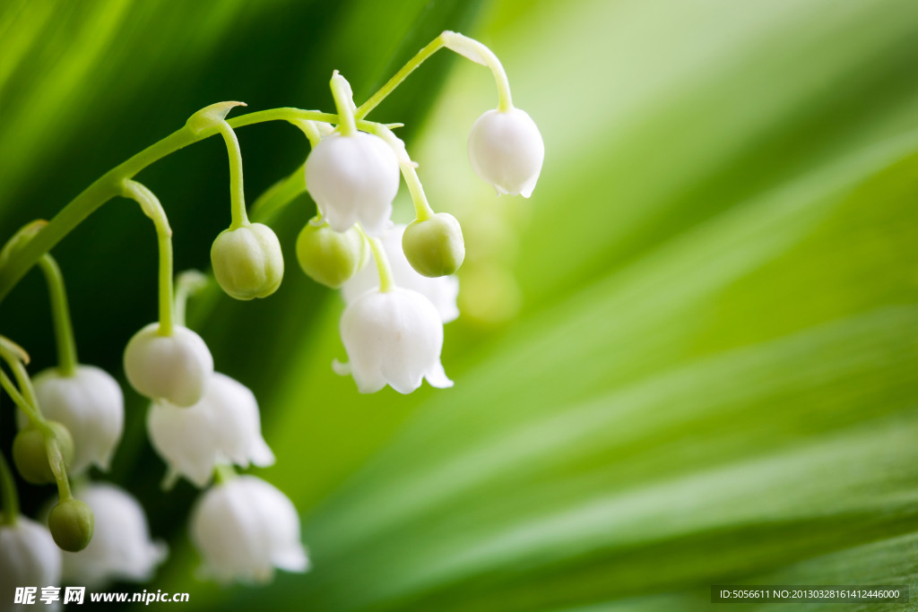 茉莉花