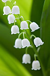 茉莉花