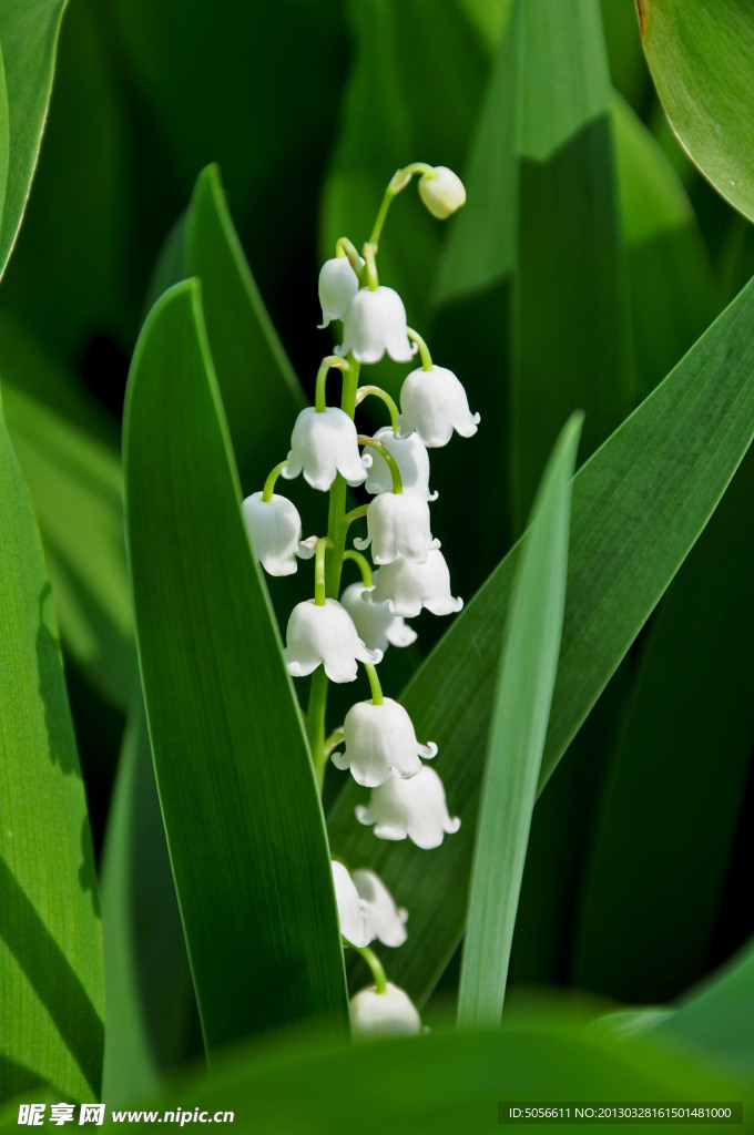 茉莉花
