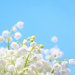 茉莉花