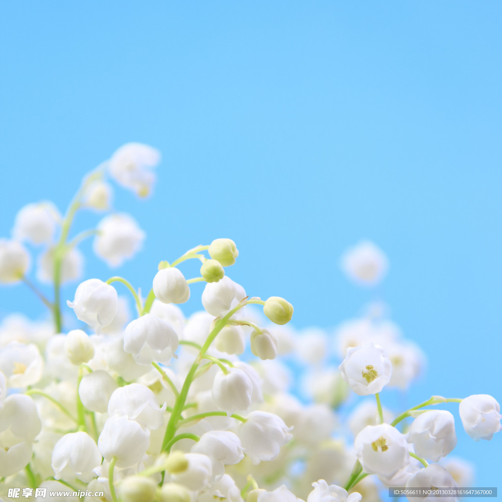茉莉花