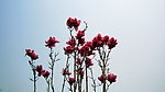 玉兰花