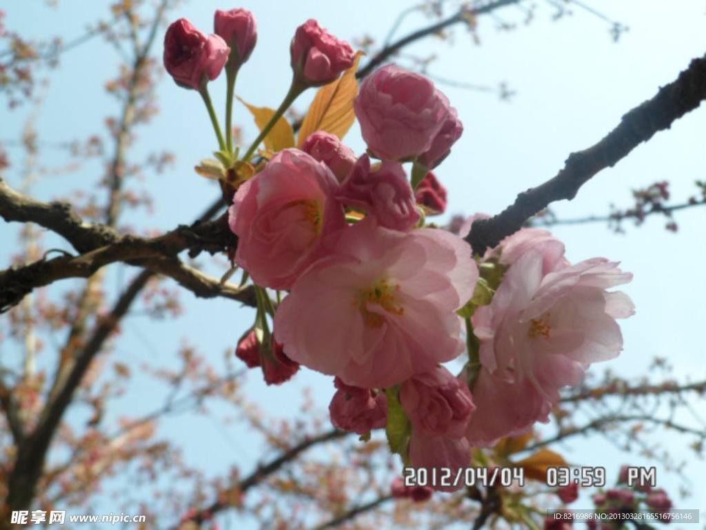 樱花
