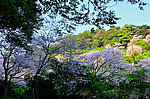 漫山樱花