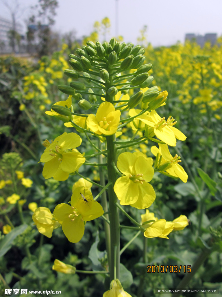 油菜花