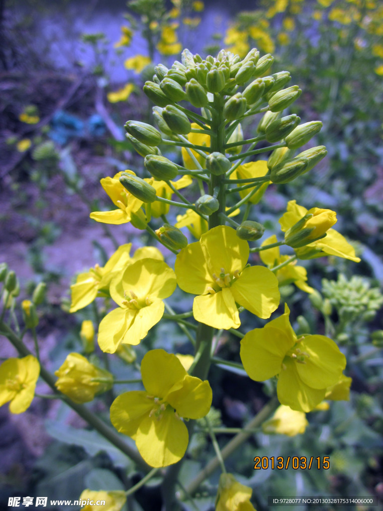 油菜花