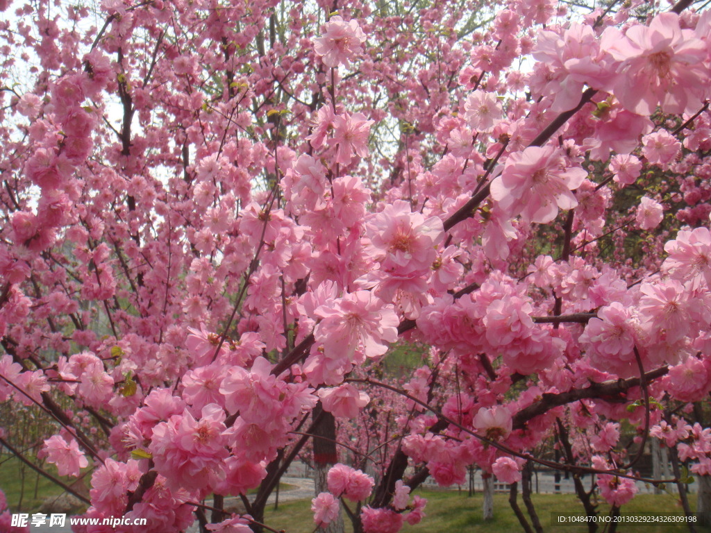 碧桃花开