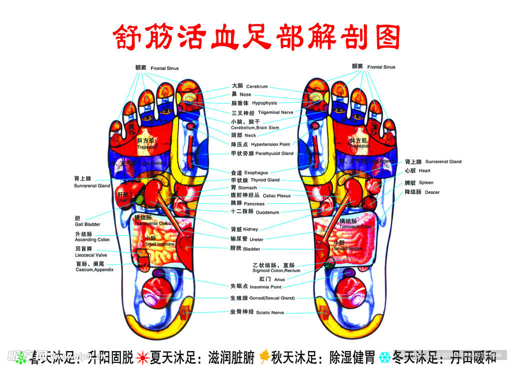 足部解剖图