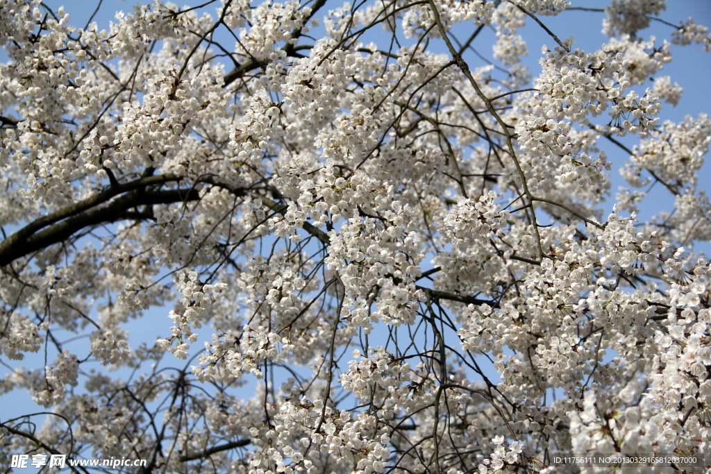 野樱桃花