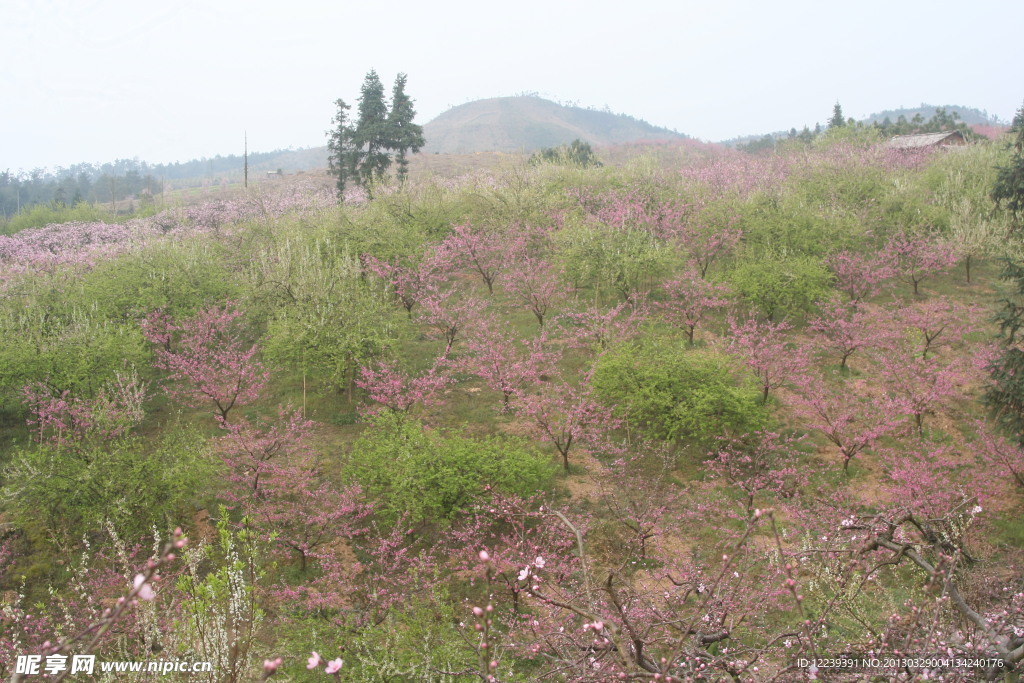 桃花 春天