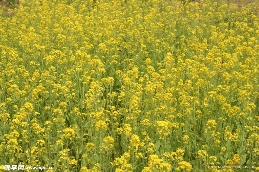 油菜花