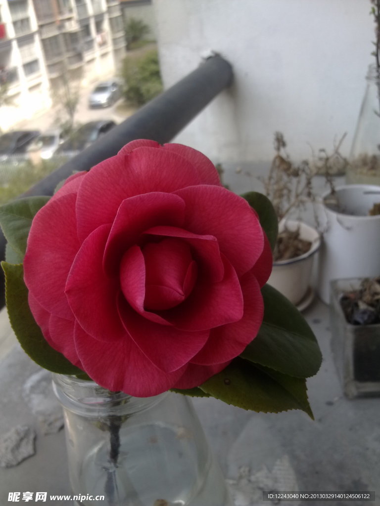 玫瑰花月季花