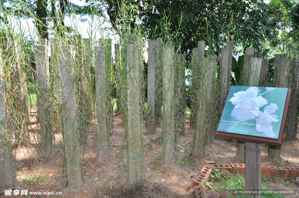 热带植物