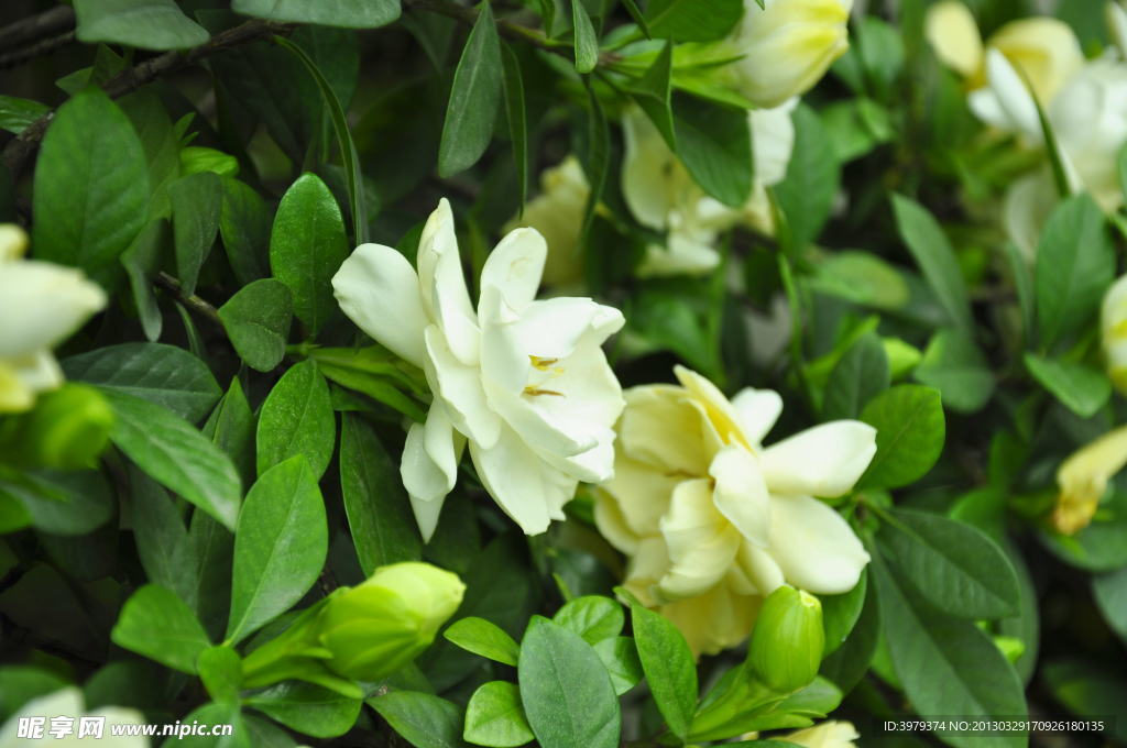 栀子花