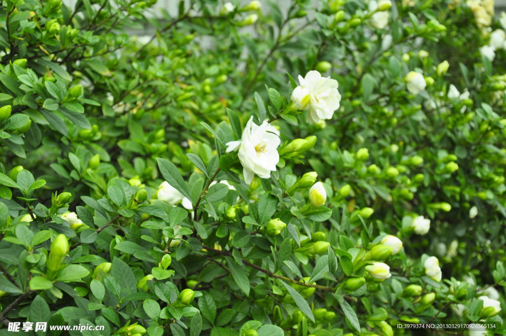 栀子花