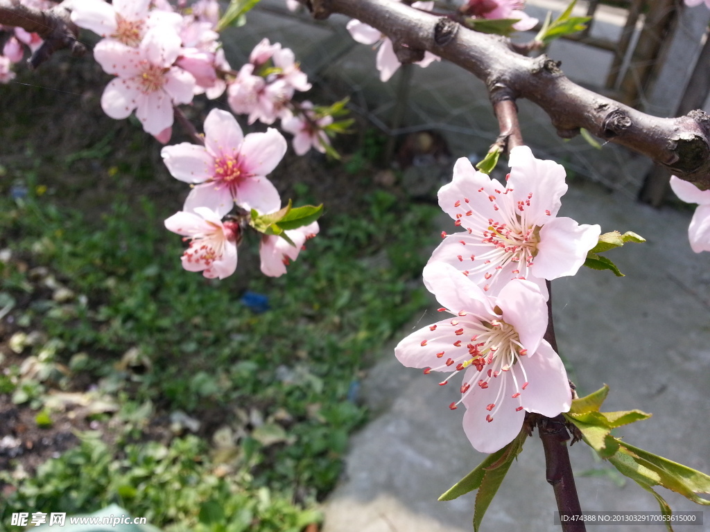 桃花