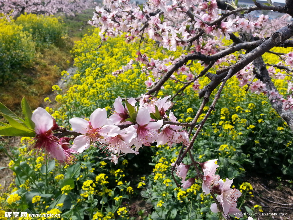 桃花